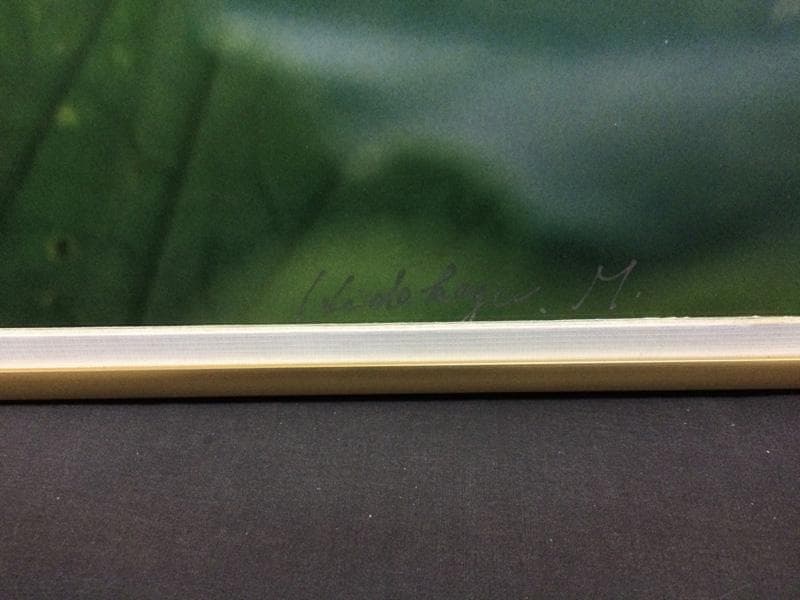 凛 / 睡蓮 　撮影者：村山ヒデカズ 　オリジナルプリント！ 17/3_4