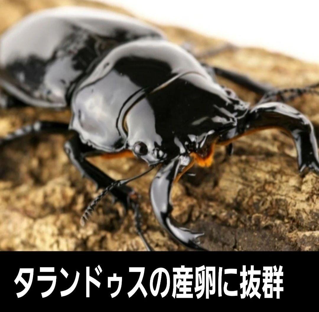 5本セット！クワガタの産卵木はコレが最強！　カワラ植菌材【特大Lサイズ】