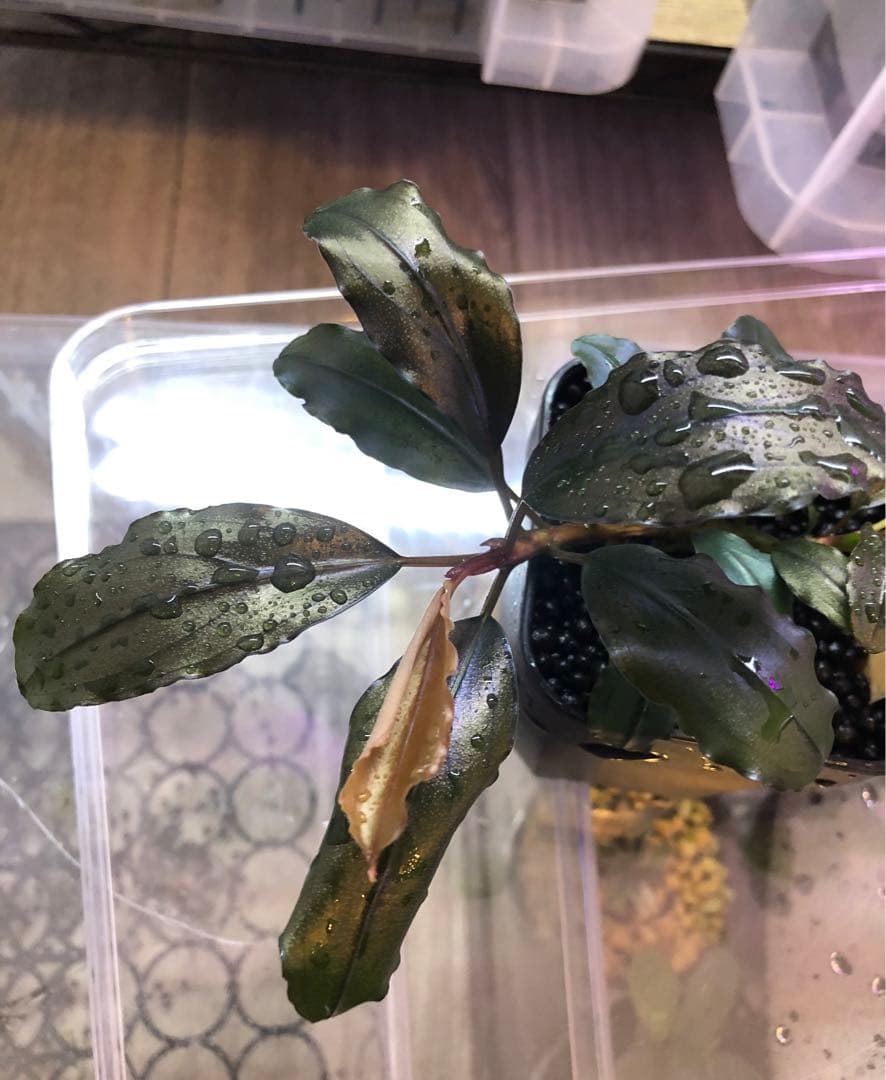 陰性水草の王様的存在【ブセファランドラ】Ghost 2016