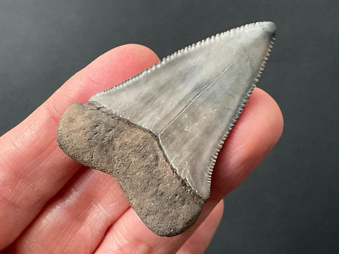 サメの歯 ホホジロザメ [GR228] 化石 希少 レア