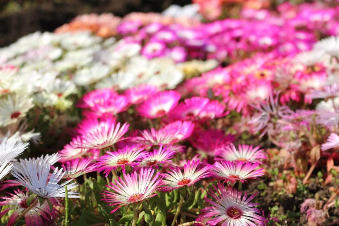 Canon　Kiss X7　ダブルズームセット　18-55mm　55-250mm