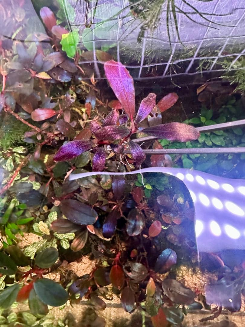 ブセファランド ラ sp.ブラウニーゴーストカリマンタン　2株