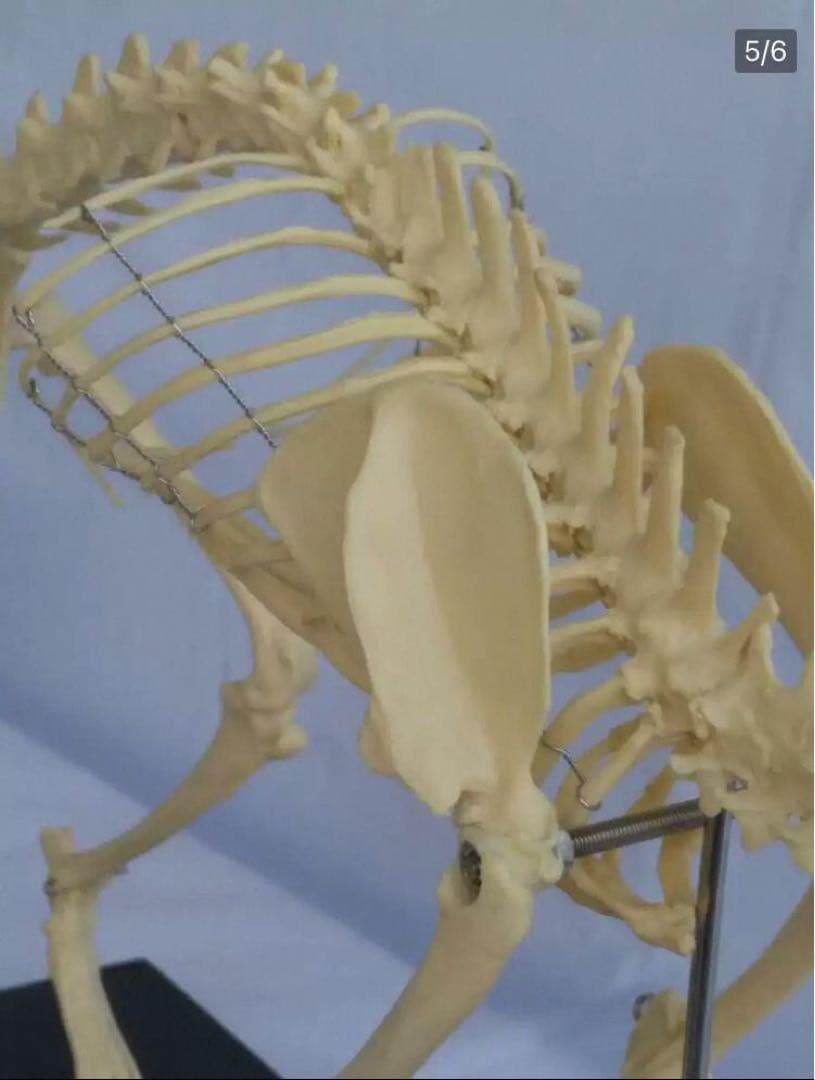 R*o様 猫全身骨格模型 解剖学標本 W47×L23×H32cm