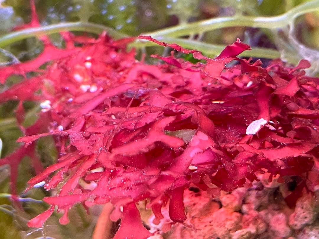 【匿名配送】　海藻　いろいろ　セット　宅急便