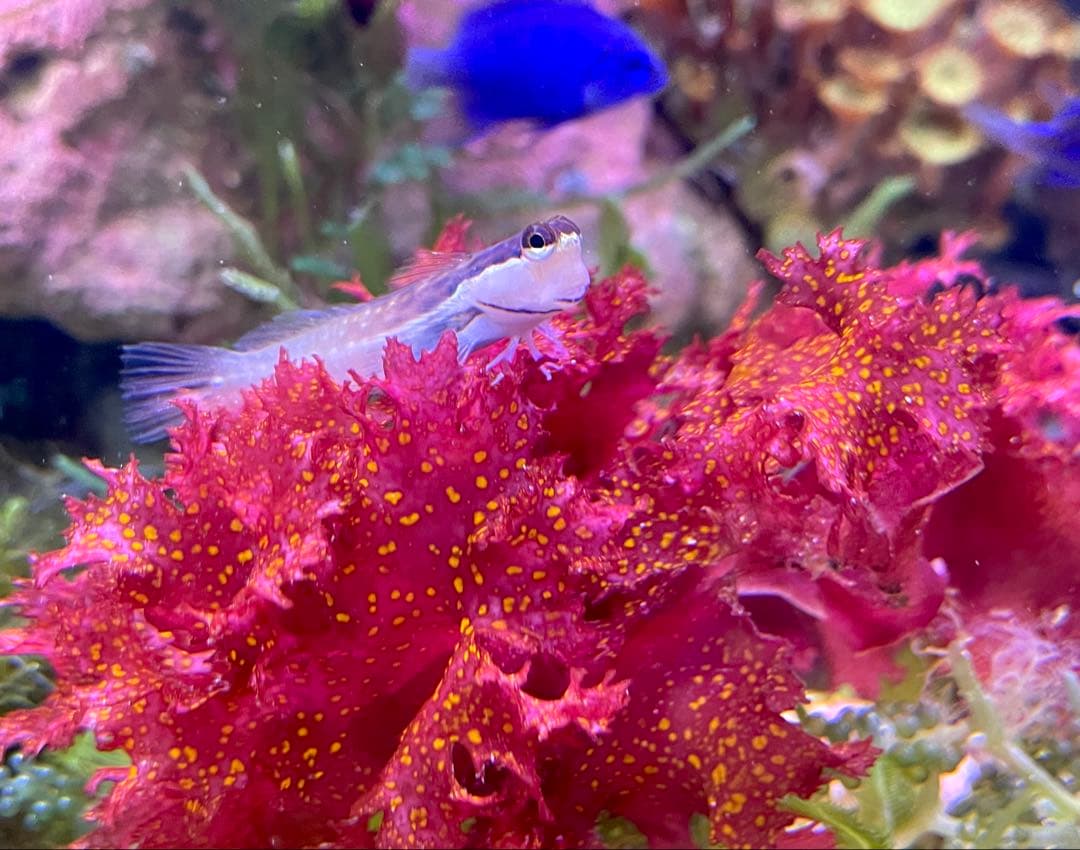 【匿名配送】　海藻　いろいろ　セット　宅急便