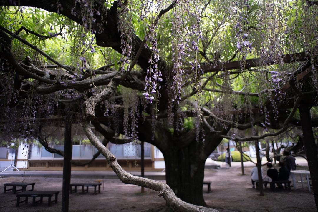 ライカで風景なら超広角！Leica Super-Angulon-R 21mm