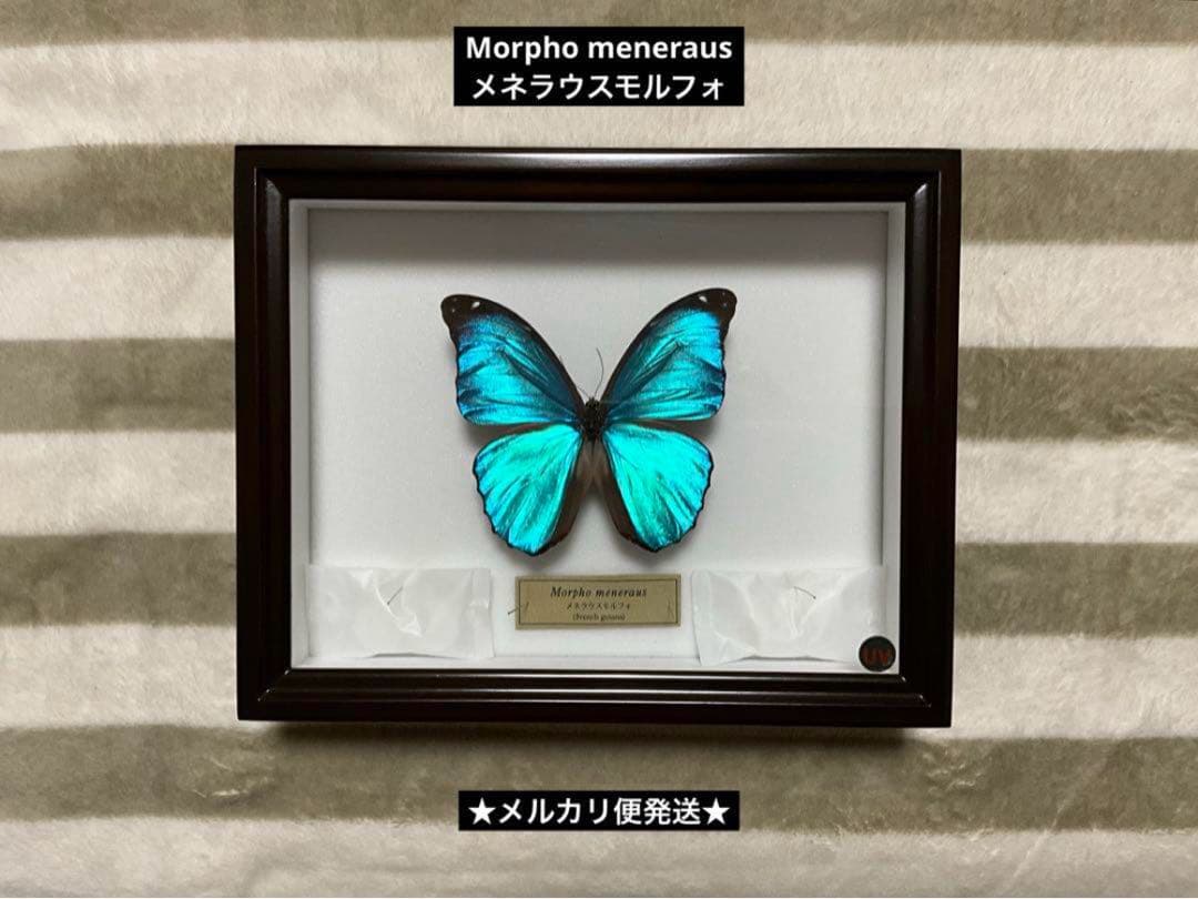 Morpho meneraus　メネラウスモルフォ　標本　ケース付き