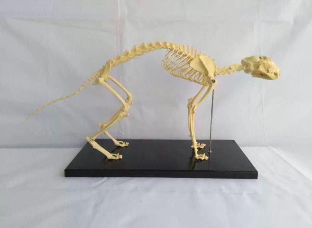 猫全身骨格模型 解剖学標本 W47×L23×H32cm　ペットケアにも！獣医推薦