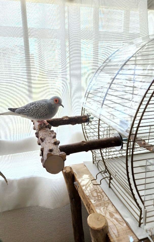 鳥かご 44.5cm x 25cm ヨーロッパ 輸入 ケージ