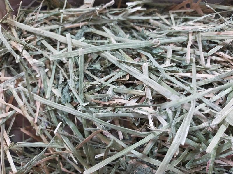 (2/9まで) カナダ産 チモシー 40kg スーパープレミアム １番刈