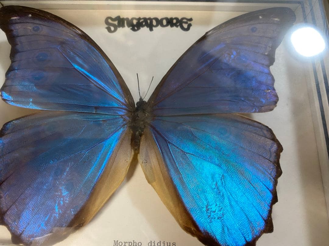 Morpho didius 蝶 標本 青色THE GREAT BLUE モルフォ