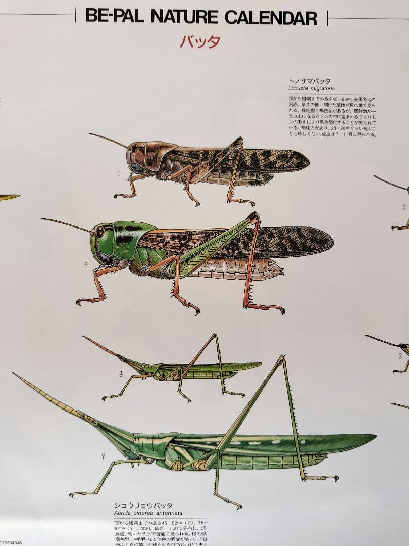 BE-PAL ビーパル カレンダー 新品未使用 1993年 ヴィンテージ