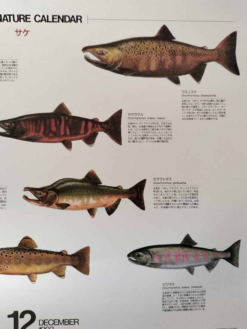 BE-PAL ビーパル カレンダー 新品未使用 1993年 ヴィンテージ