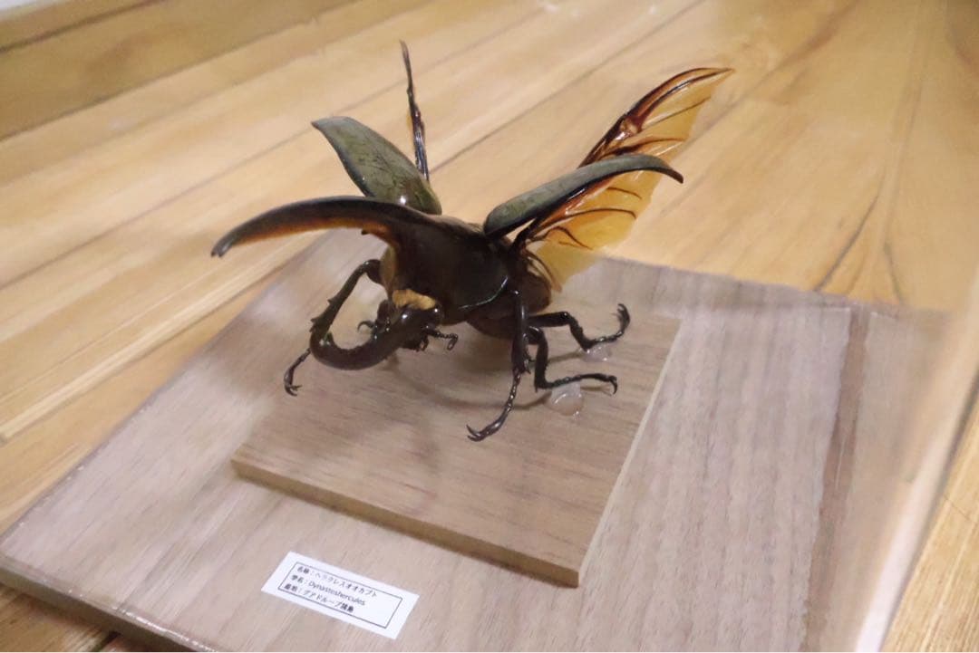ヘラクレスオオカブト標本 クリアケース入り　飛翔体　142mm