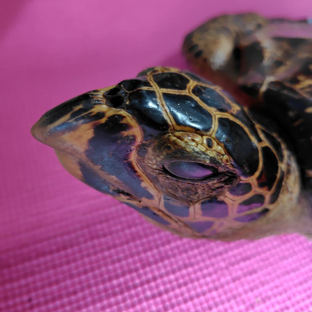 亀 　タイマイ 　剥製