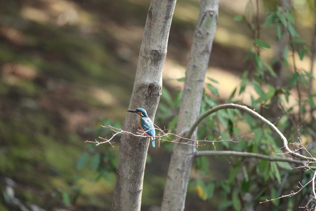 CanonのEF 600mm f/4L
