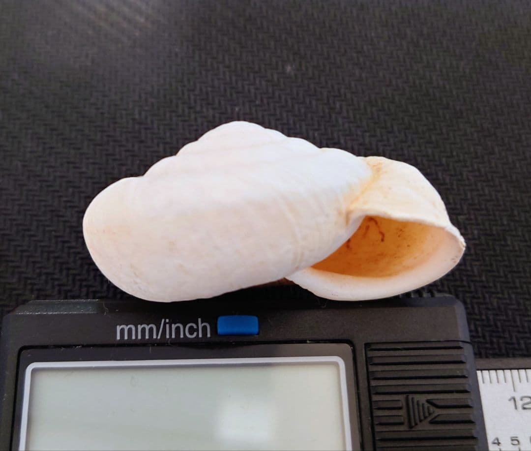 ヒロベソカタマイマイ　陸貝　半化石