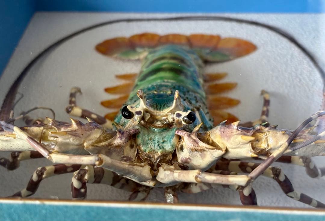 #額装標本 ニシキエビ 錦海老　伊勢海老　えび　剥製