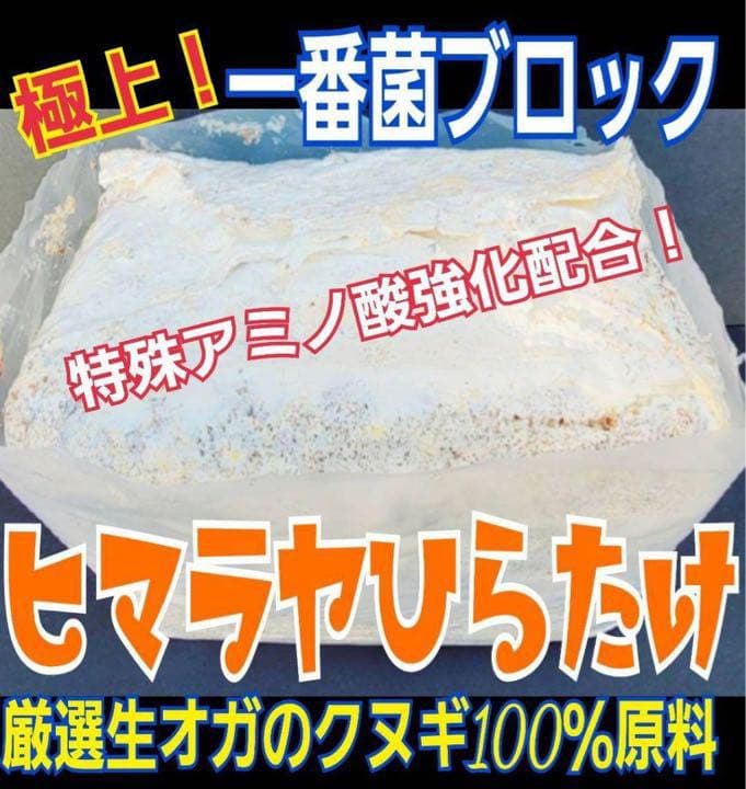 極上！ヒマラヤひらたけ菌糸ブロック【6個】トレハロース強化配合！オオクワに抜群！