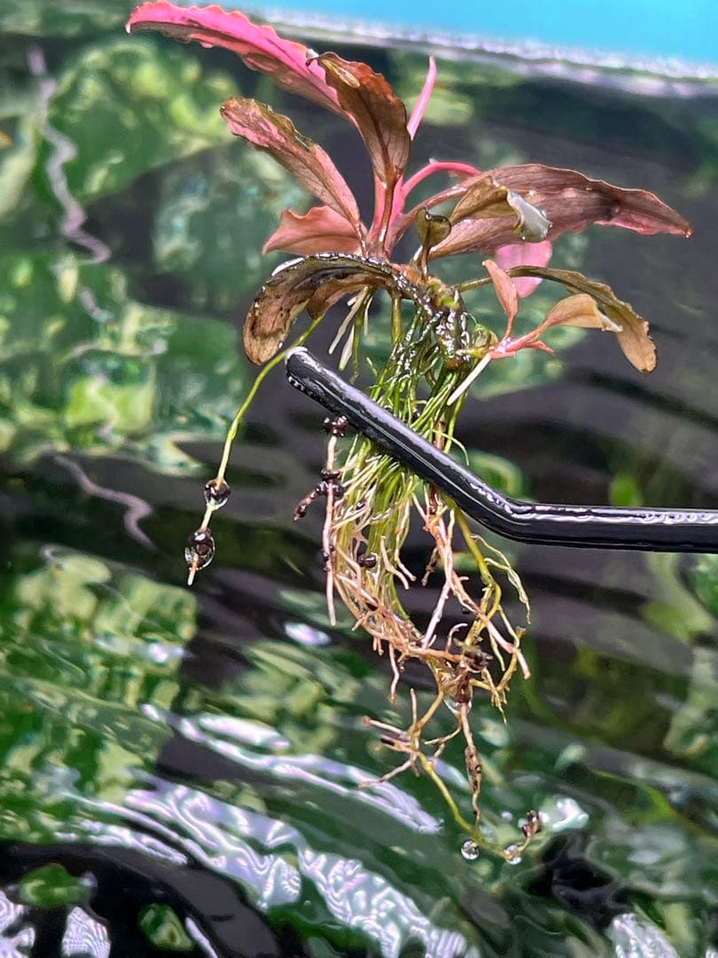 水草 Bucephalandra VarigataPink.BlackAngel