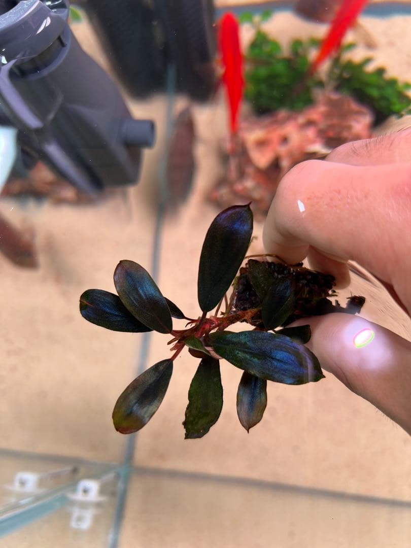 水草 Bucephalandra VarigataPink.BlackAngel