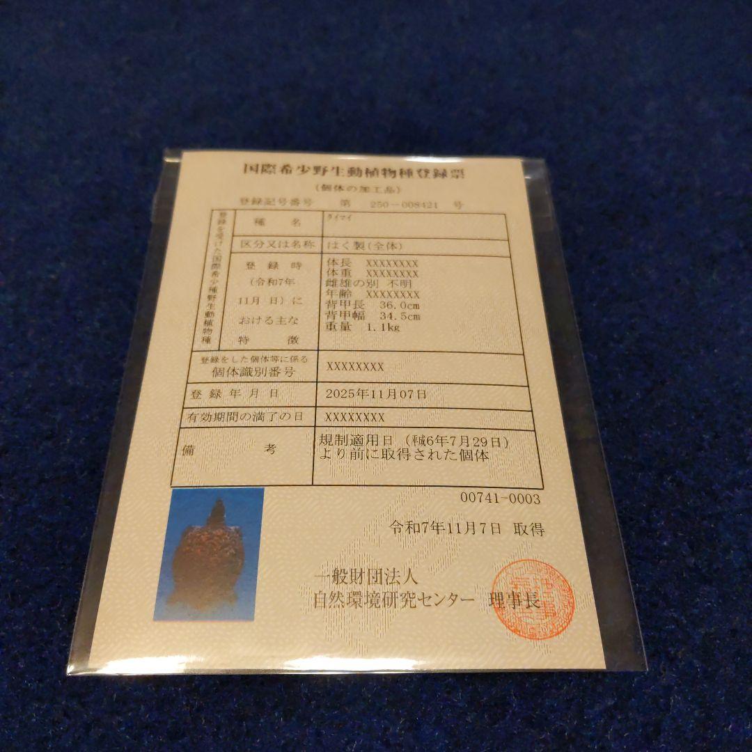 ②うみがめ〚タイマイ〛の剥製　 　壁掛けフックつき