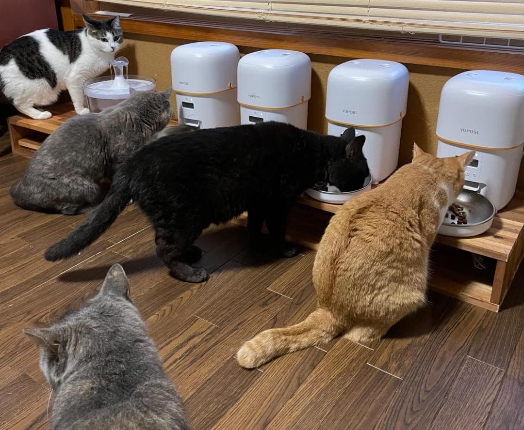 自動給餌器 猫 中小型犬用 1日6食 定時定量 2L容量 自動餌やり機 タイマー