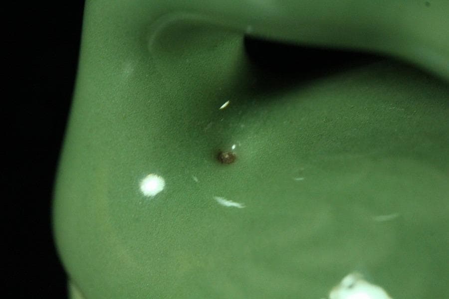 眞清水蔵六作 青磁 雁 香合(K-BB521)