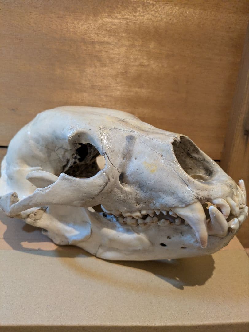 ツキノワグマ 頭骨 骨格標本 剥製