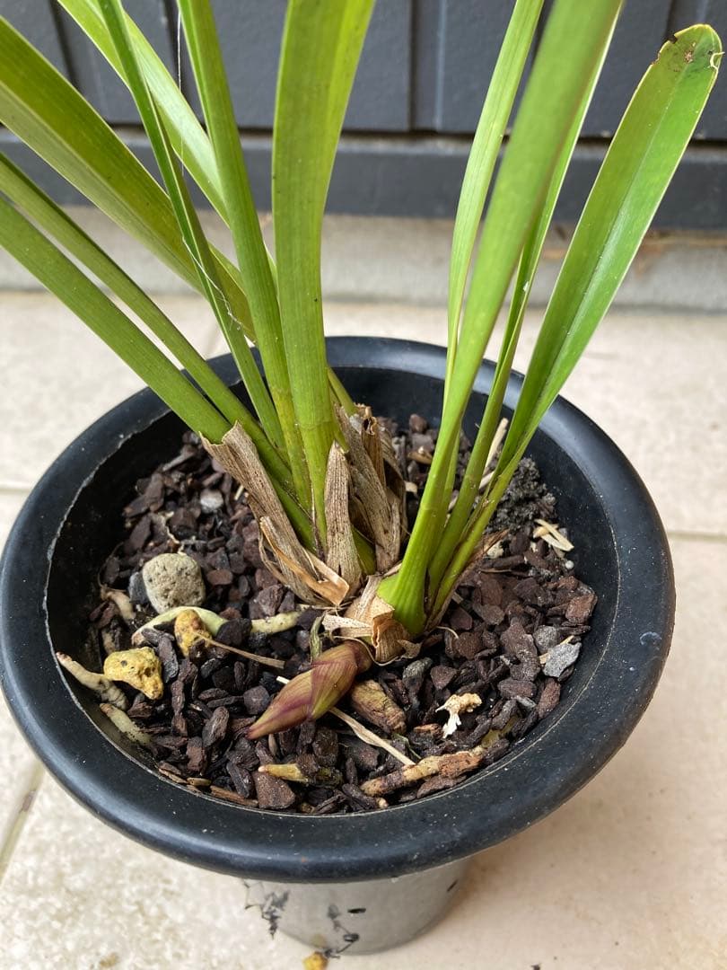 日本ミツバチ用巣箱　重箱式　キンリョウヘン付き