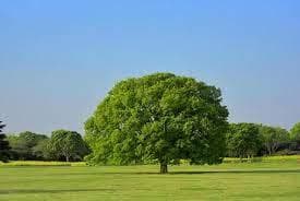 Rokiさま専用　ジャンク扱いで　バトスピ スリーブ22+15コセット