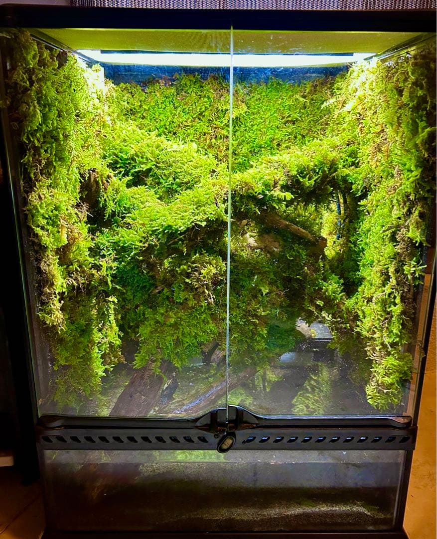 エキゾテラ4560水槽　苔テラリウム　イモリウム