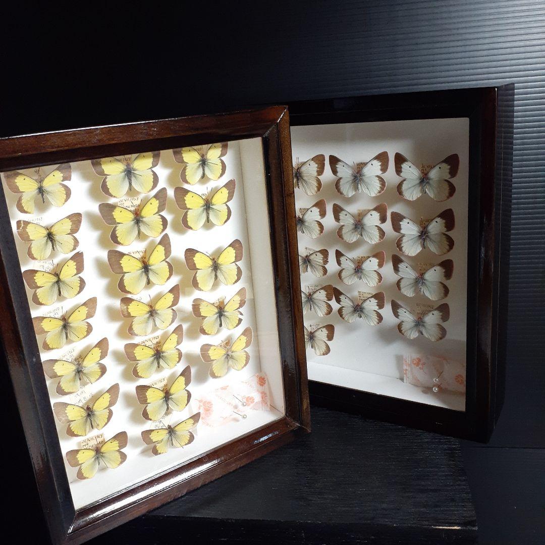 蝶標本　ミヤマモンキチョウ　(規制前採集)ドイツ標本箱二箱入り