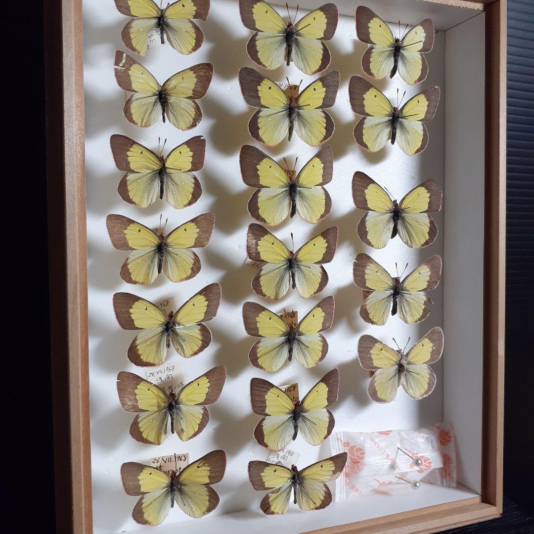 蝶標本　ミヤマモンキチョウ　(規制前採集)ドイツ標本箱二箱入り