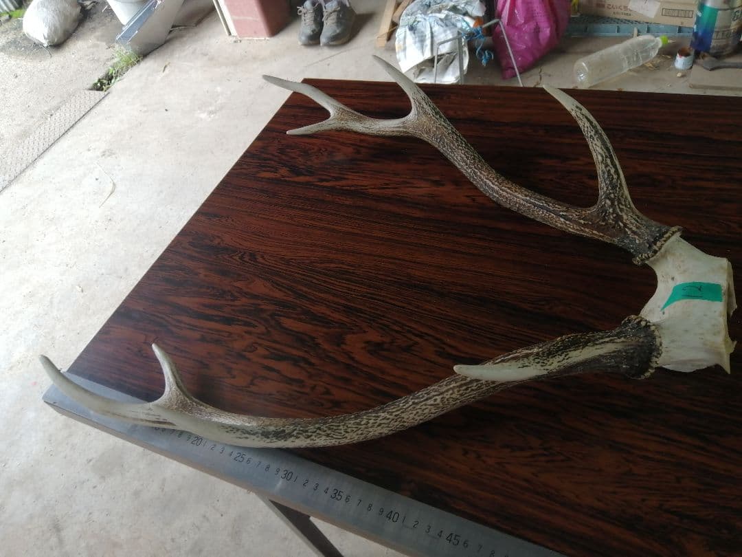 12　ニホンジカ　角　55cm 幅50cm