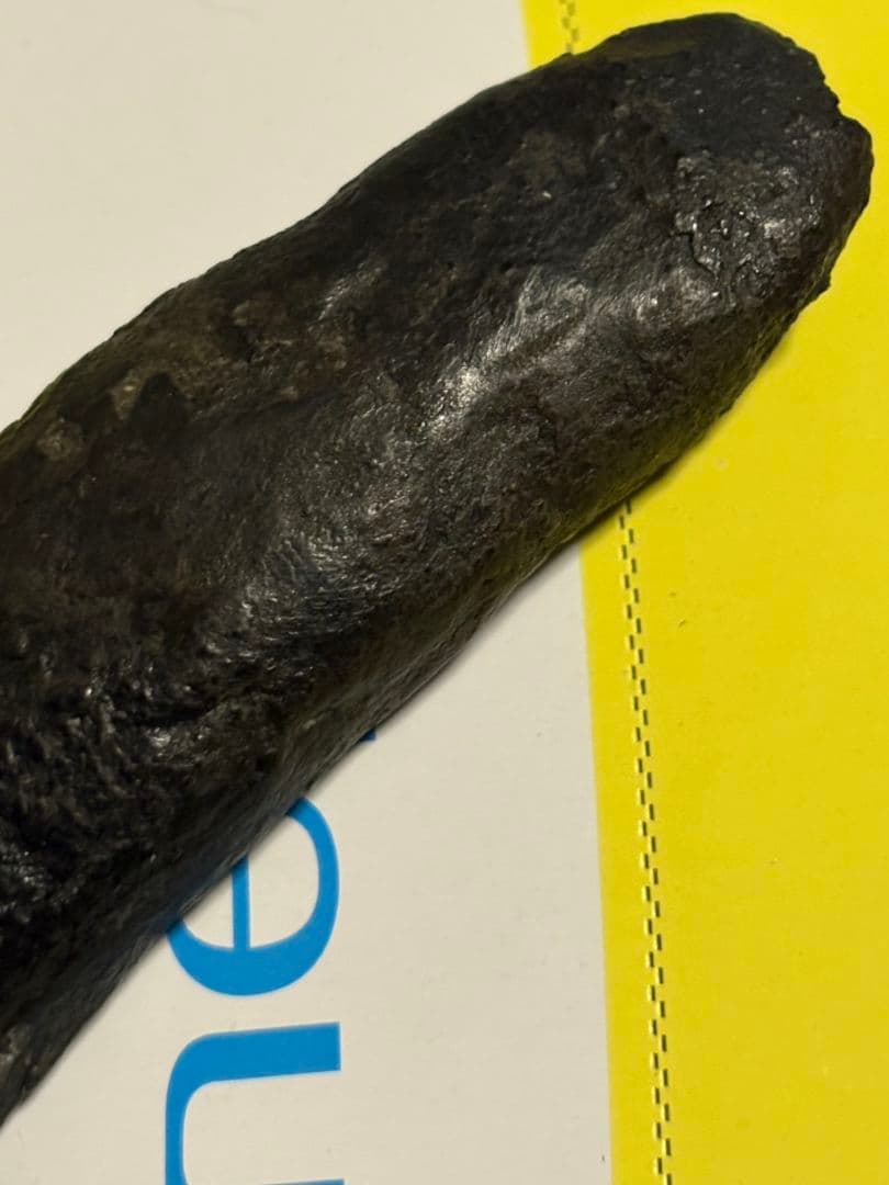 恐竜　歯　化石