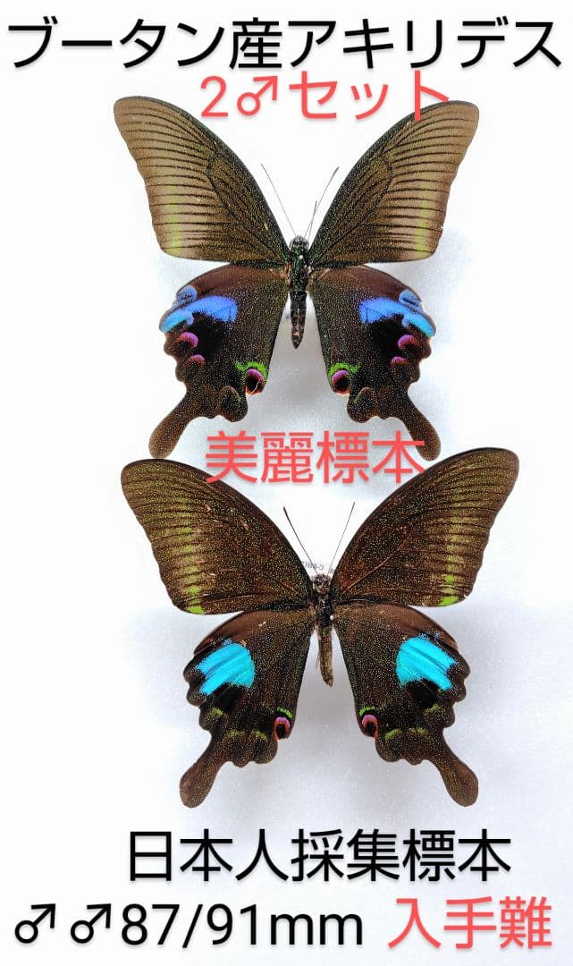 ブータン産アキリデス2ex標本セット 87/91mm入手困難エリア日本人採集標本