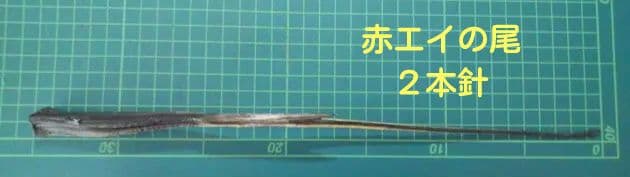 赤エイの尾　針２本付き