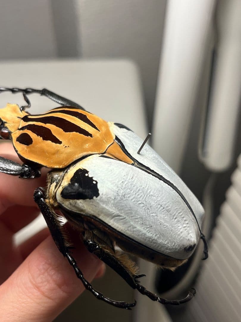 【極BIG】カタモンゴライアスオオツノハナムグ 81mm程♂ Goliath標本