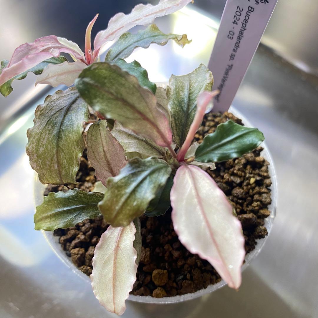 Bucephalandra sp.PinkVariegatedピンクバリエガータ