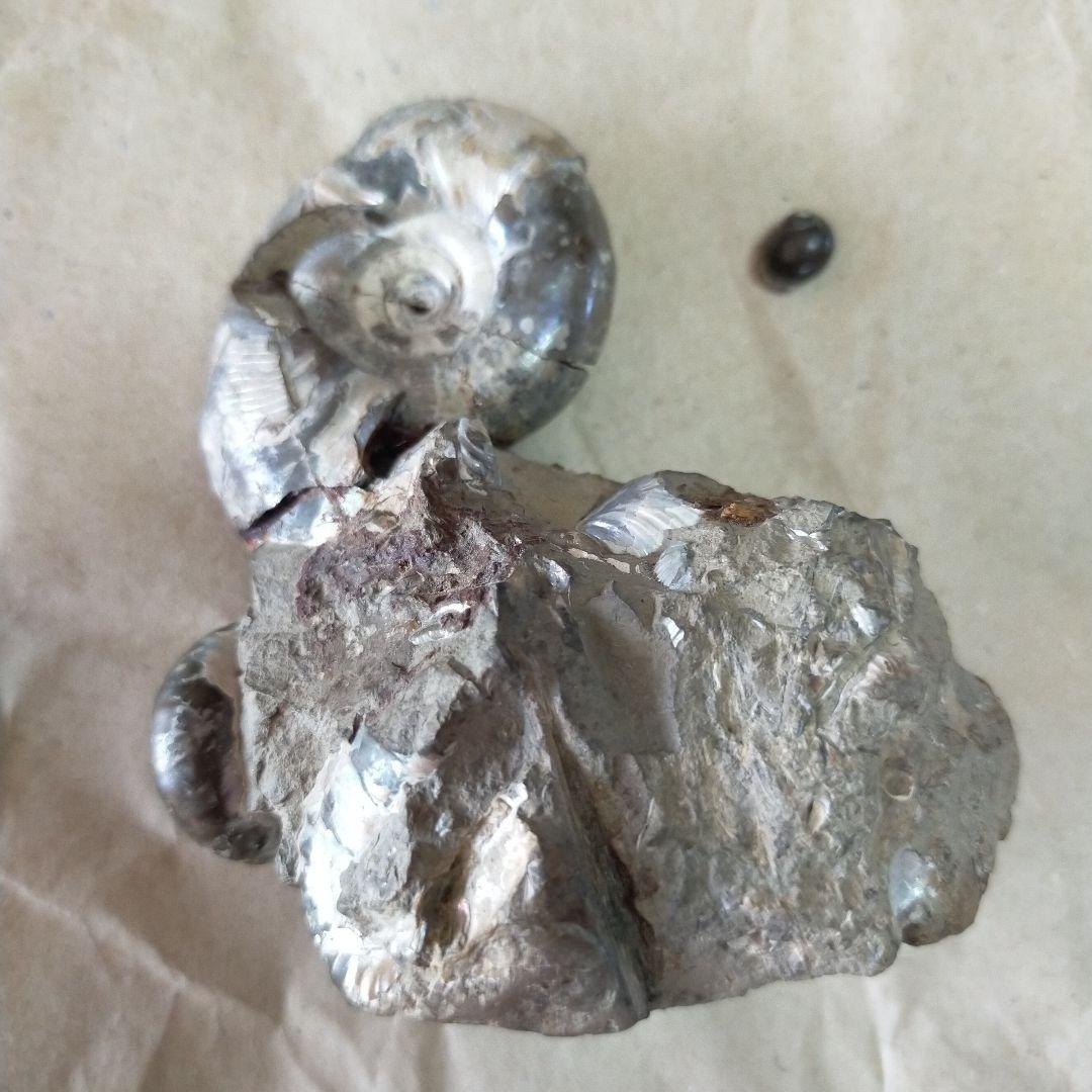 アンモナイト化石 約9cm