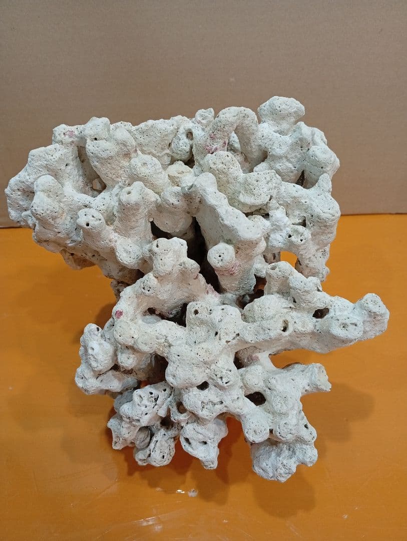 天然ライブロック　デスロック　アクアリウム　白化サンゴ　ハンドメイド