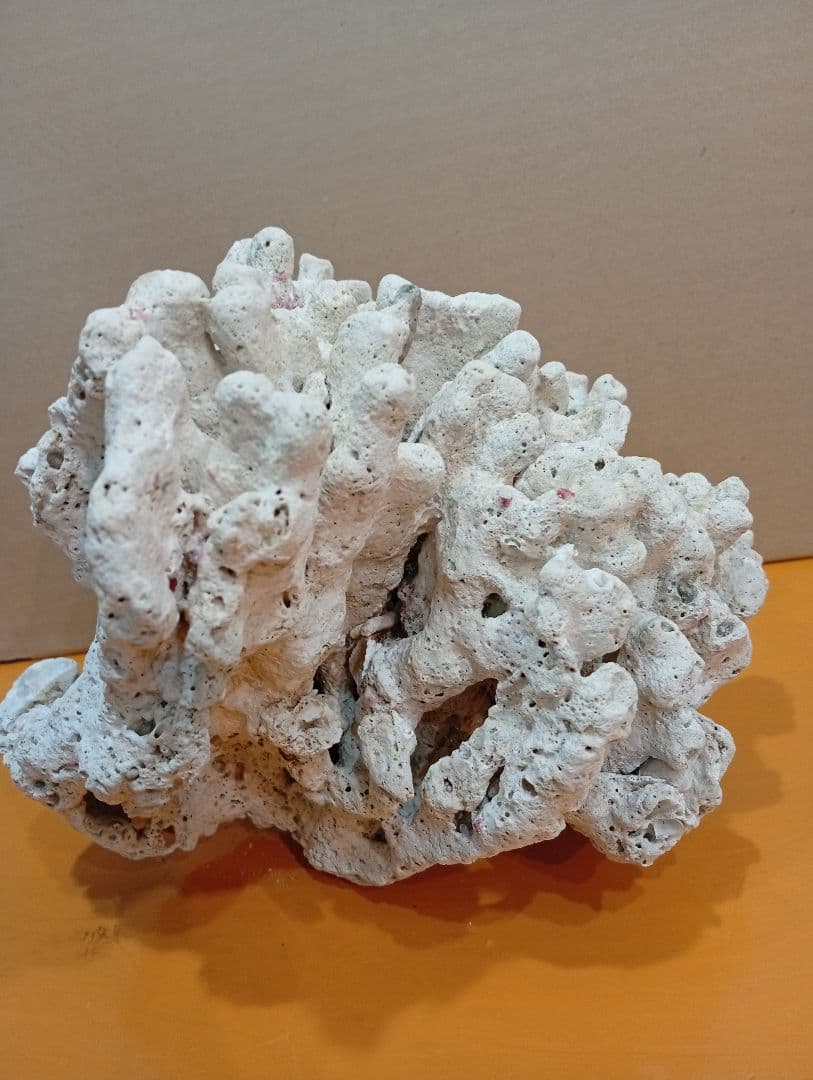 天然ライブロック　デスロック　アクアリウム　白化サンゴ　ハンドメイド