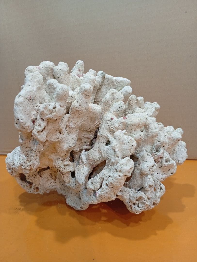 天然ライブロック　デスロック　アクアリウム　白化サンゴ　ハンドメイド