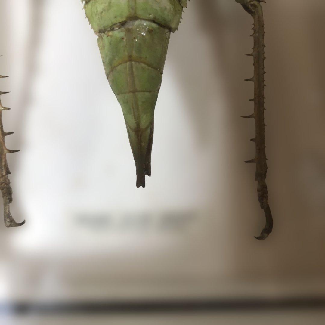 マレーオオナナフシ　昆虫標本