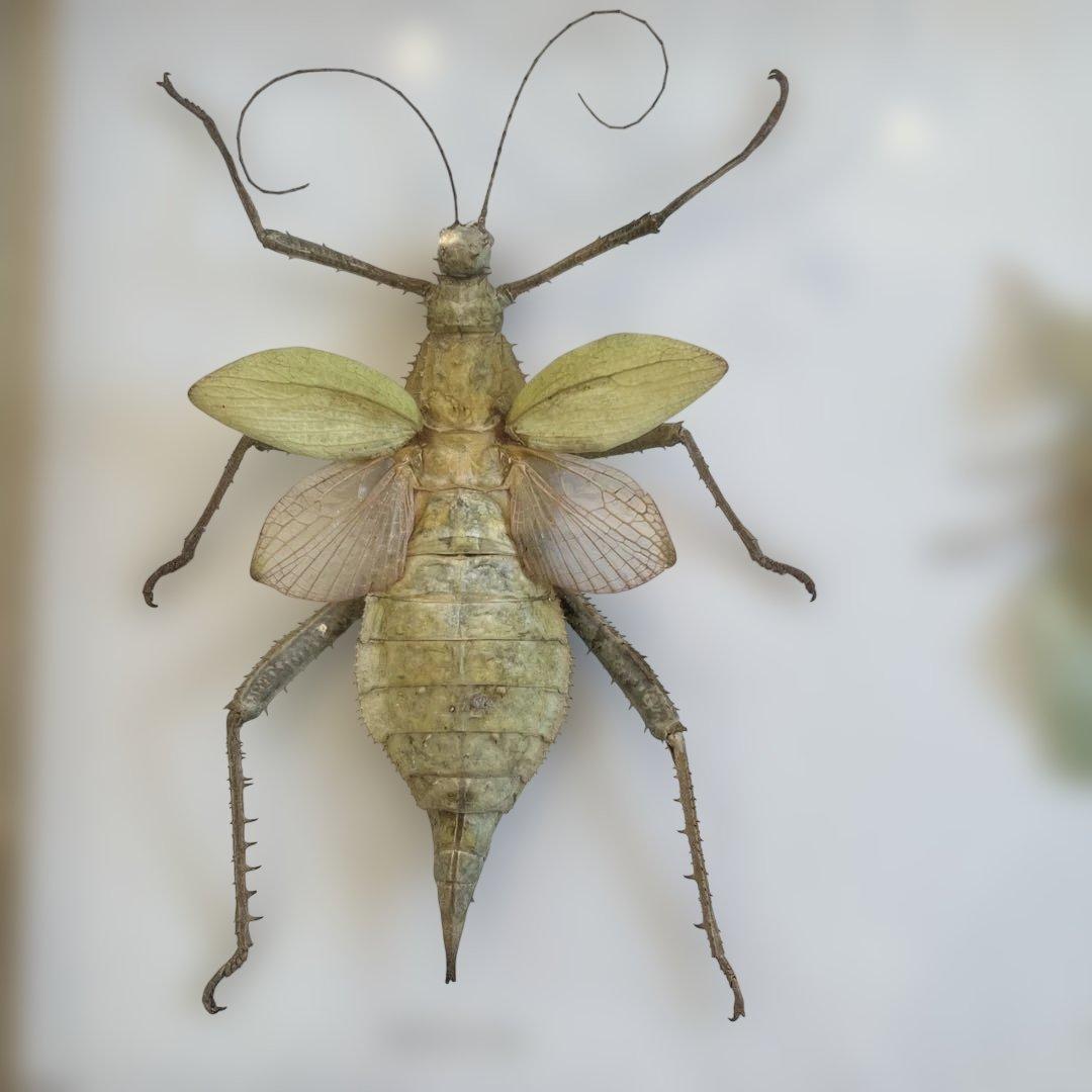 マレーシア　剥製ヴィンテージマレーオオニフシ　標本