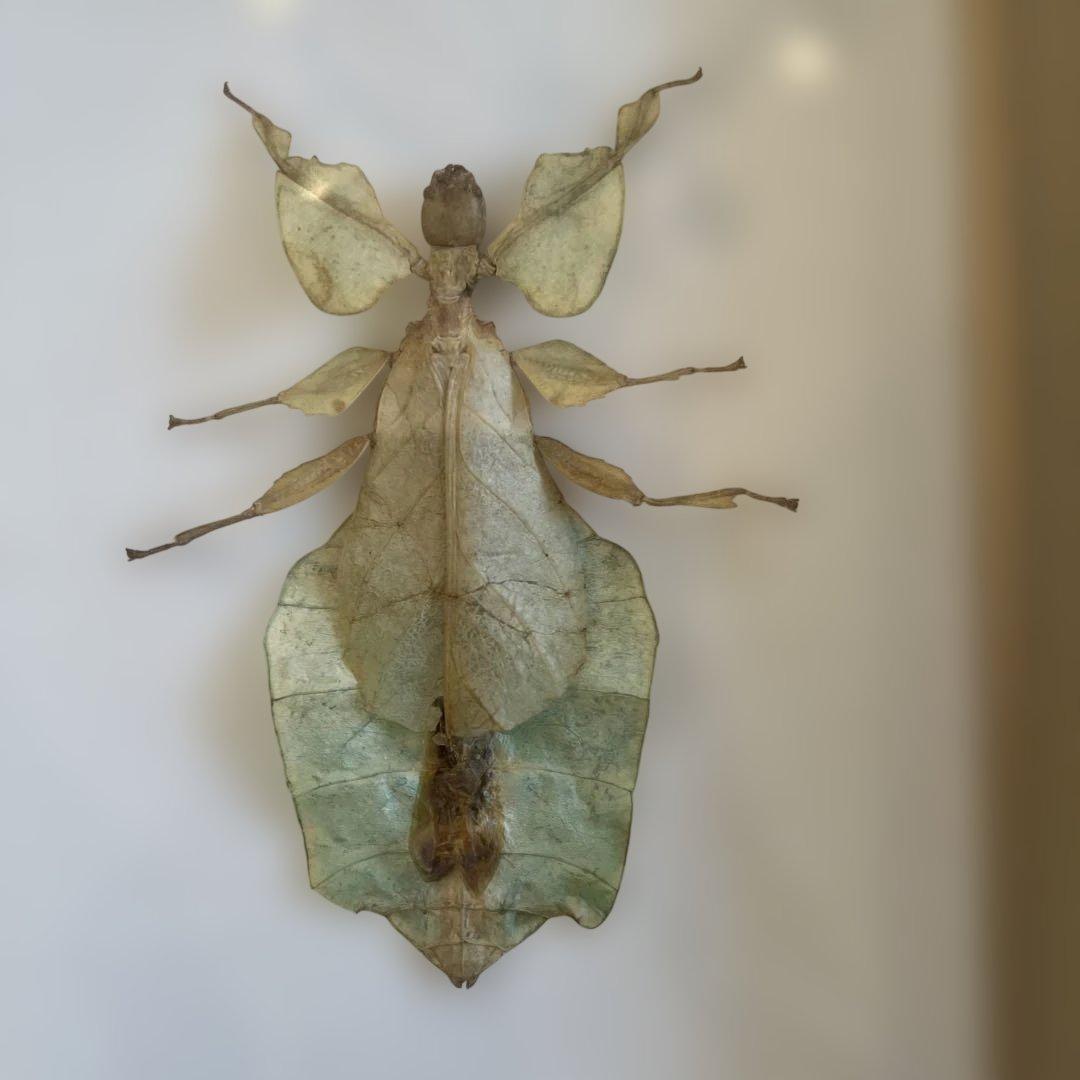 マレーシア　剥製ヴィンテージマレーオオニフシ　標本