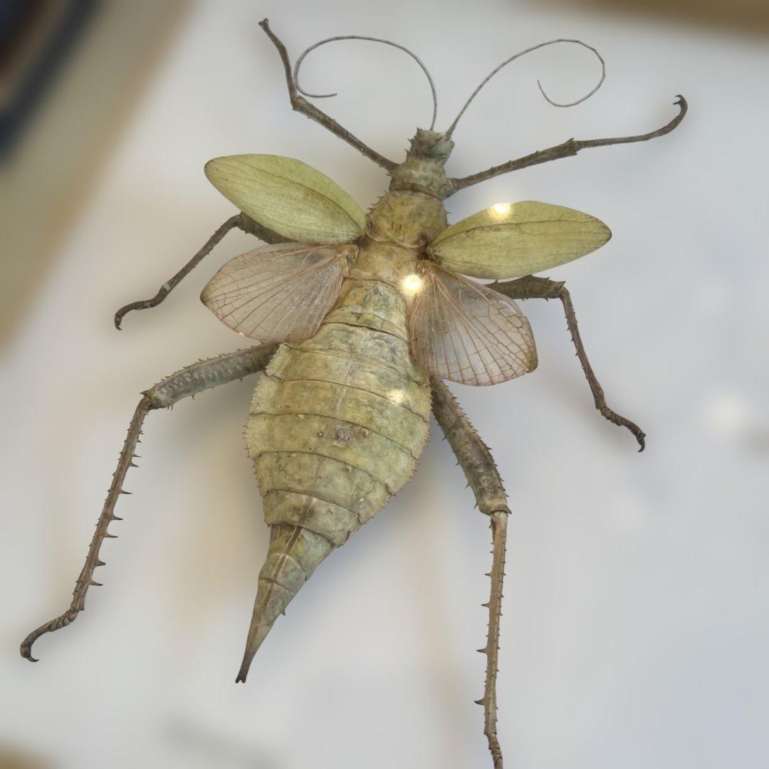 マレーシア　剥製ヴィンテージマレーオオニフシ　標本