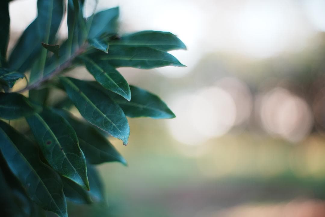 【希少・整備＆テスト済】FUJINON 50mm F1.4 M42 697