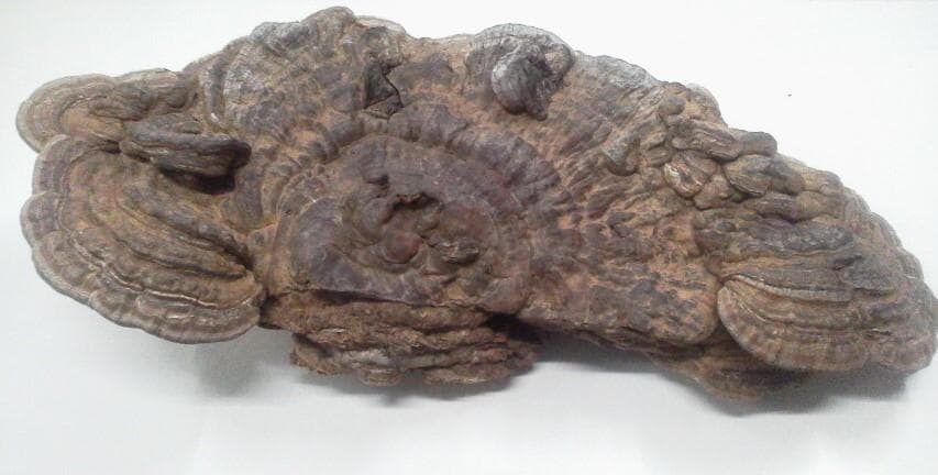 大きめ サルノコシカケ さるのこしかけ 北海道産